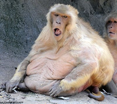 really funny fat people pics. ..or we might end up like this